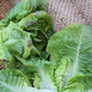 LETTUCE 'Summer Bibb'