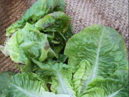 LETTUCE 'Summer Bibb'