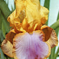 Iris germanica --Sunset Sky Bearded Iris--