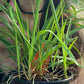 SWEETGRASS --Hierachloe odorata--