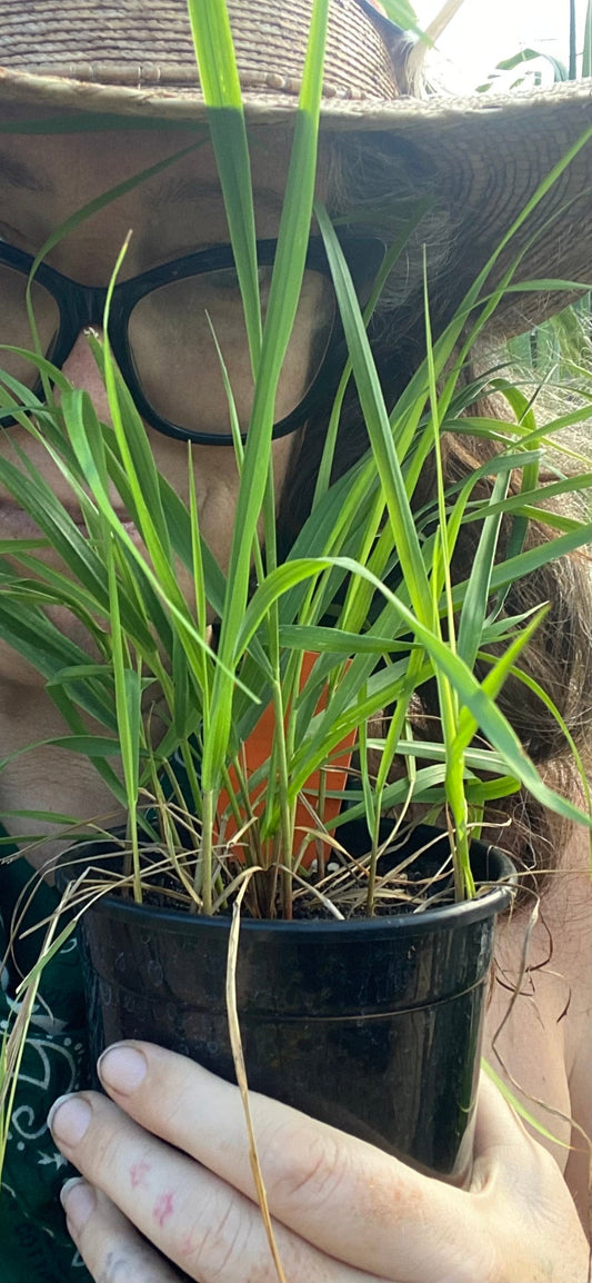 SWEETGRASS --Hierachloe odorata--