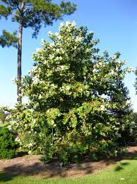 Platanus mexicana --Mexican Sycamore--