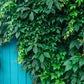Parthenocissus quinquefolia --Virginia Creeper--