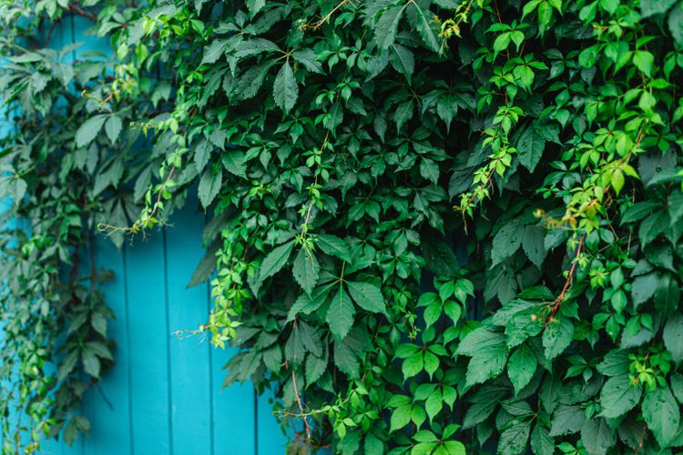 Parthenocissus quinquefolia --Virginia Creeper--