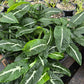 Syngonium wendlandii --Center Stripe Arrowhead Vine--