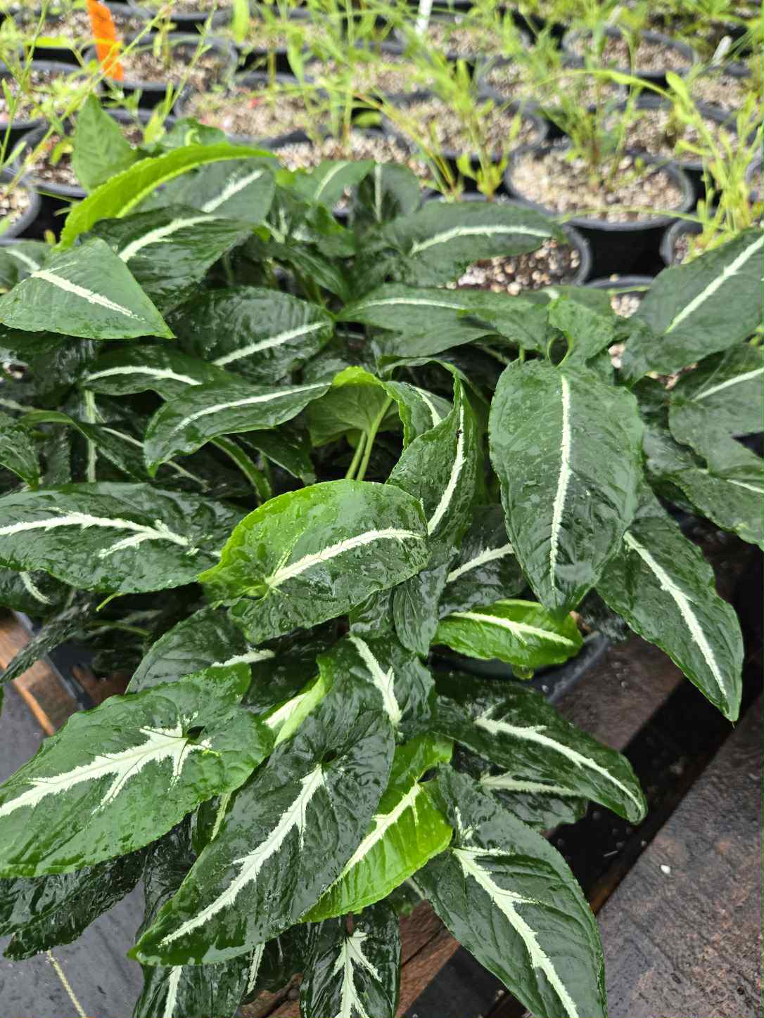 Syngonium wendlandii --Center Stripe Arrowhead Vine--