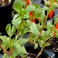 PURSLANE 'Gruner Red'