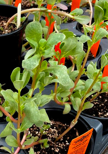 PURSLANE 'Gruner Red'