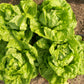 LETTUCE 'Tennis Ball'