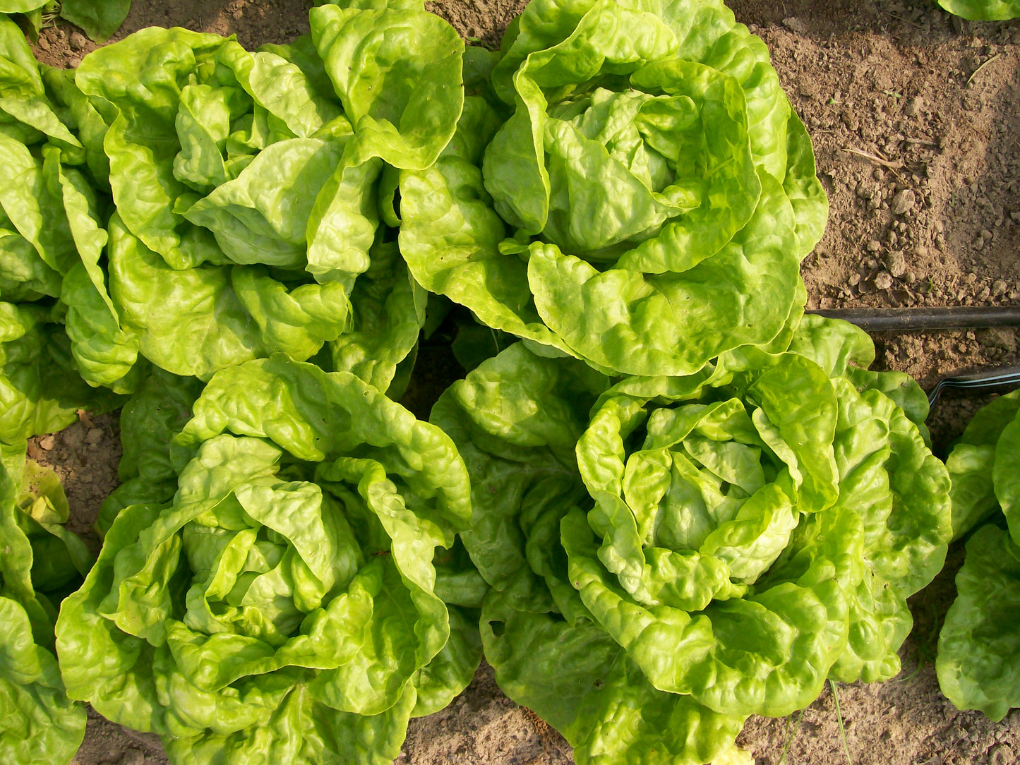 LETTUCE 'Tennis Ball'