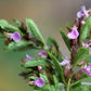 Teucrium chamaedrys --Wall Germander--