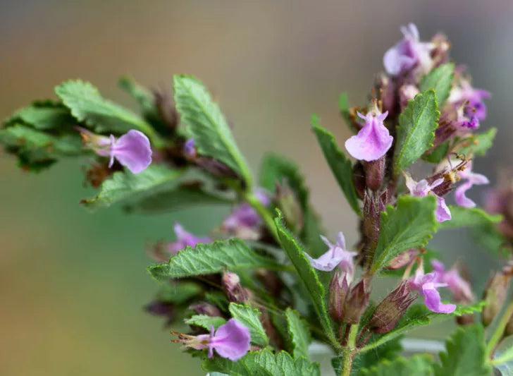 Teucrium chamaedrys --Wall Germander--