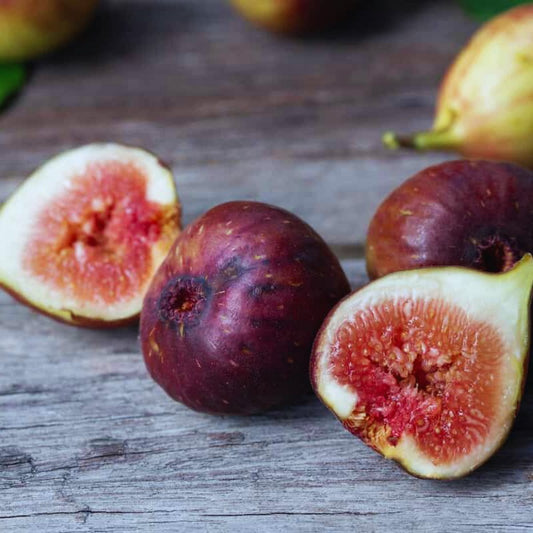 FIG 'Texas Ever-Bearing' --Ficus carica--