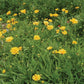 Coreopsis lanceolata --Lance-Leaf Coreopsis--