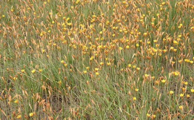 Habranthus tubispathus --Rio Grande Copper Rain Lily--