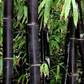 Bambusa lako --Timor Black Clumping Bamboo--