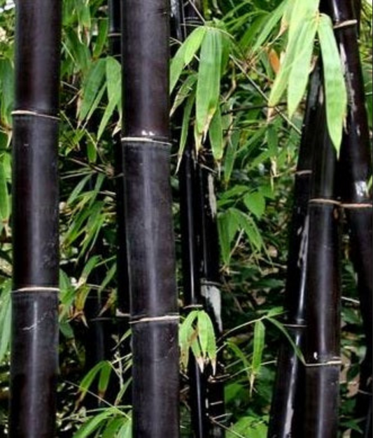 Bambusa lako --Timor Black Clumping Bamboo--