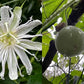 PASSIONFLOWER 'White' --Passiflora incarnata 'Alba'--