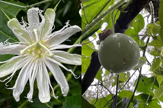 PASSIONFLOWER 'White' --Passiflora incarnata 'Alba'--