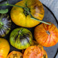 TOMATO 'Alice's Dream'