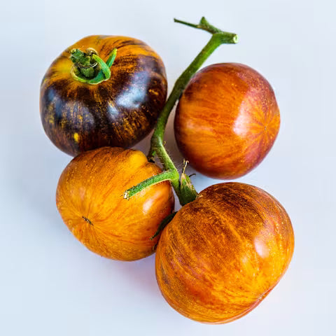 TOMATO 'Alice's Dream'