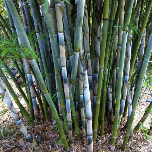 Bambusa chungii --Tropical Blue Clumping Bamboo--