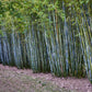 Bambusa chungii --Tropical Blue Clumping Bamboo--