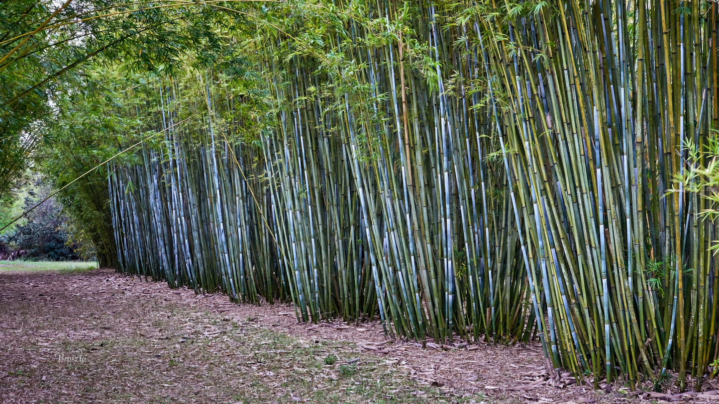 Bambusa chungii --Tropical Blue Clumping Bamboo--