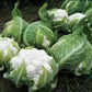 CAULIFLOWER 'Twister'