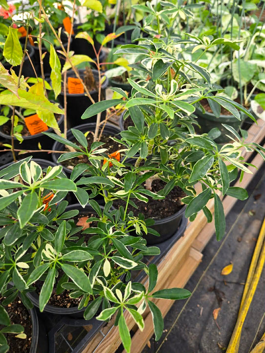 Schefflera arboricola 'Moondrop' --Dwarf Moondrop Umbrella Plant--