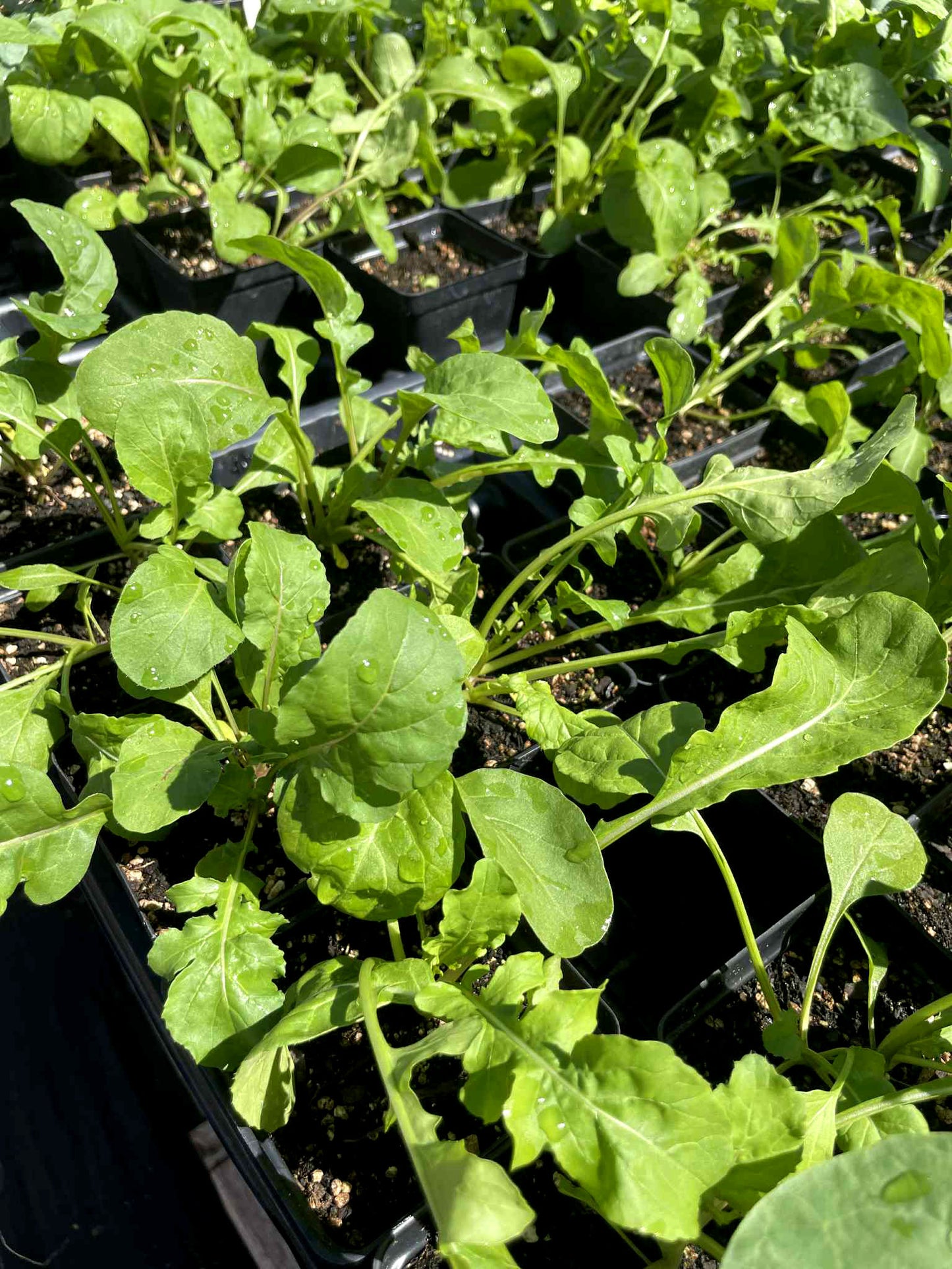 ARUGULA 'Astro' --Eruca vesicaria--