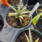 Agave parviflora 'Pinpoint'