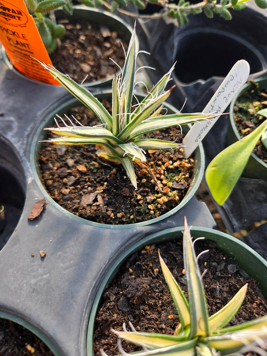 Agave parviflora 'Pinpoint'