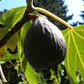 FIG 'Negronne' --Ficus carica--