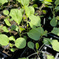 KALE 'Spooner's'