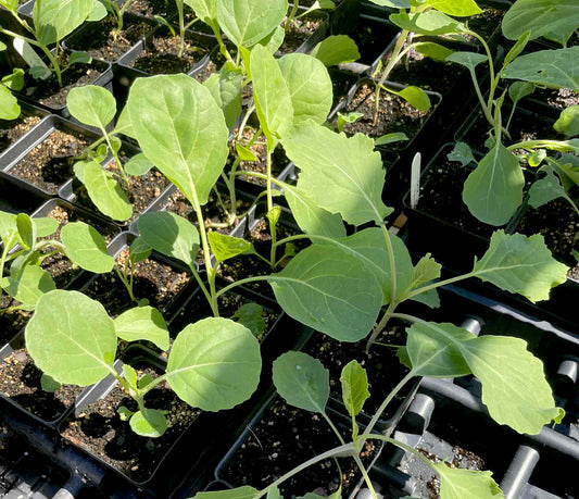 KALE 'Spooner's'