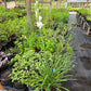 Polianthes tuberosa --Cream Tuberose--