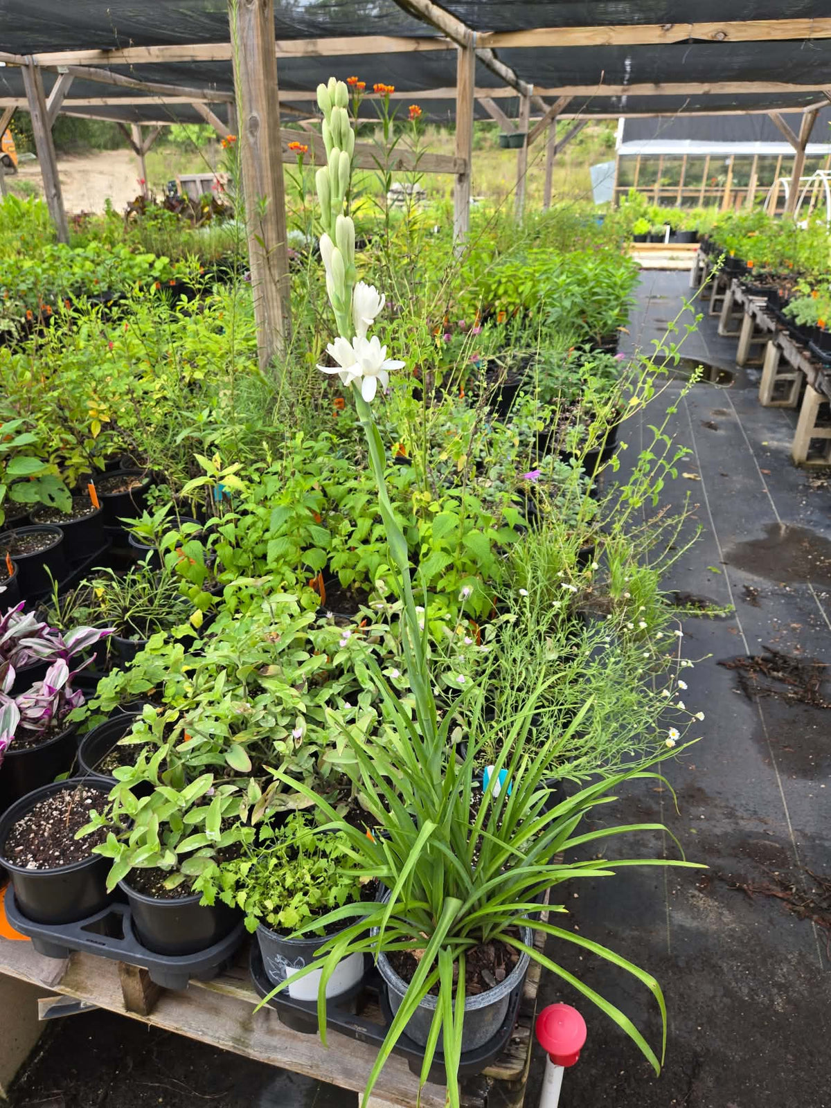 Polianthes tuberosa --Cream Tuberose--
