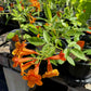 Tecoma x. --Orange Bells Esperanza--