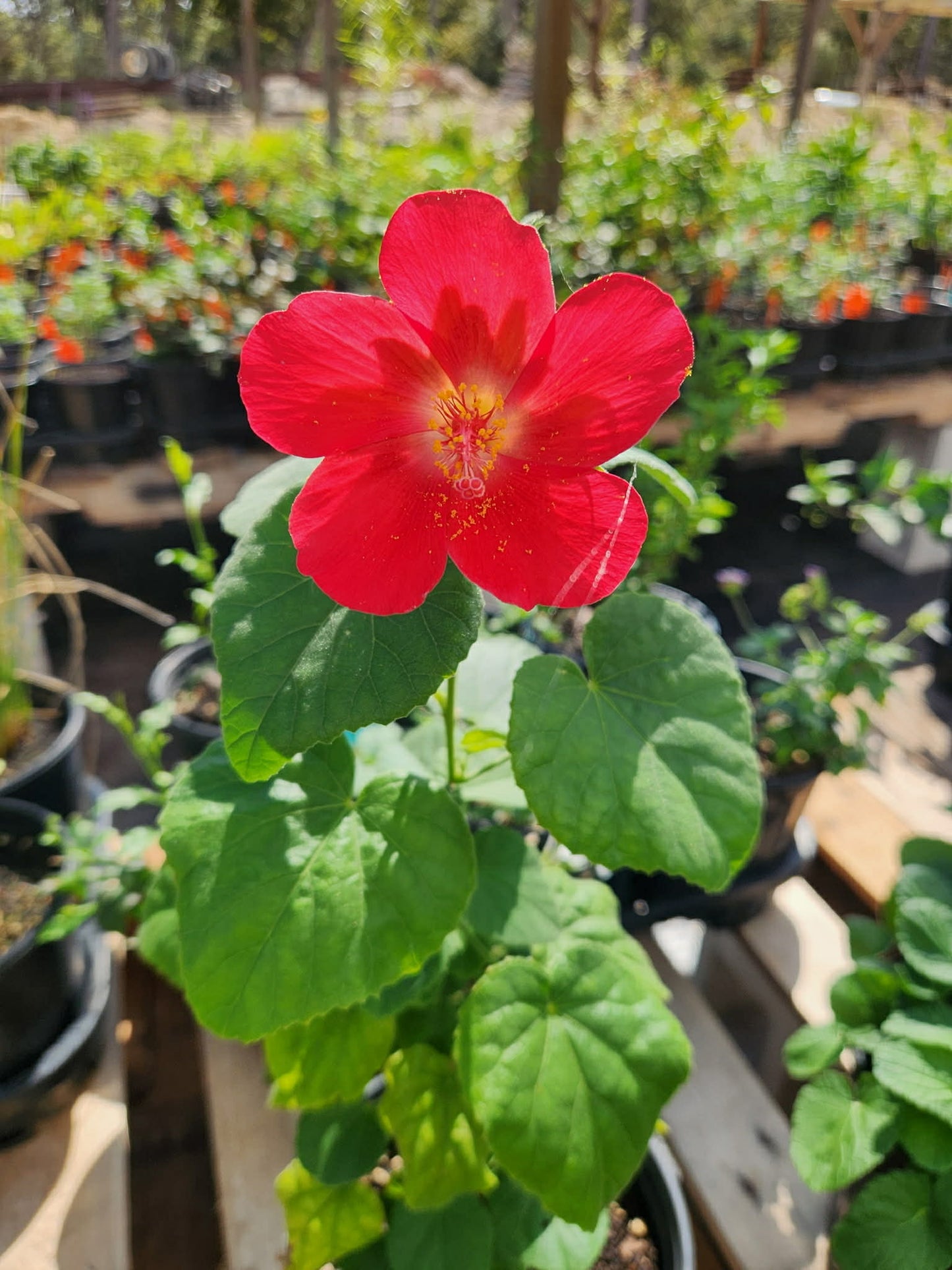 Hibiscus martianus --Heartleaf Rosemallow--
