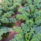 KALE 'Vates'