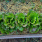 LETTUCE 'Michelle'