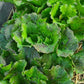 LETTUCE 'Michelle'