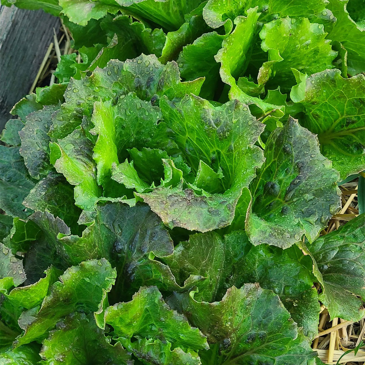 LETTUCE 'Michelle'