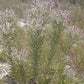 Vernonia lindheimeri --Woolly Ironweed--