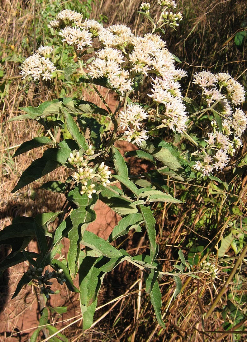 AFRICAN BITTER LEAF --Vernonia amygdalina-- - Austin Nursery