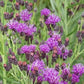 Vernonia lindheimeri --Woolly Ironweed--