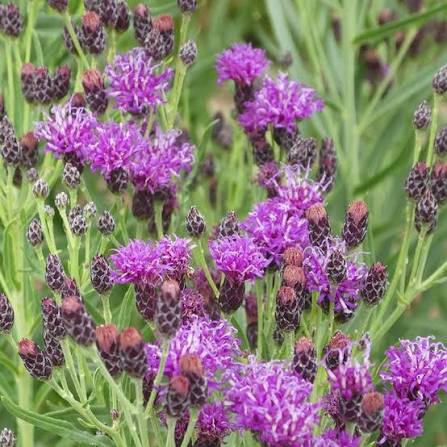 Vernonia lindheimeri --Woolly Ironweed--