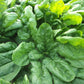 SPINACH 'Viroflay'