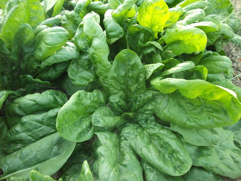 SPINACH 'Viroflay'